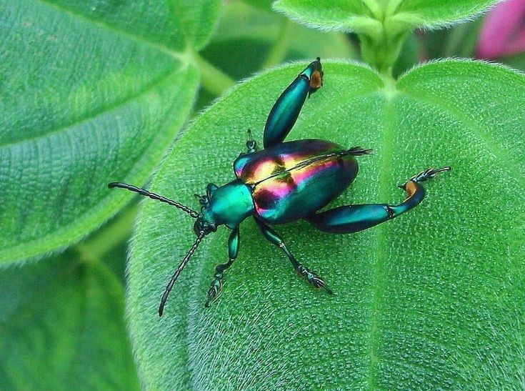 Có sức mạnh đáng kinh ngạc so với kích thước. Nhờ đôi chân sau phát triển, bọ ánh kim chân ếch có thể bám chặt cành cây ngay cả khi bị kéo hoặc gió mạnh, khiến việc bắt giữ chúng trở nên khó khăn. Ảnh: Pinterest.