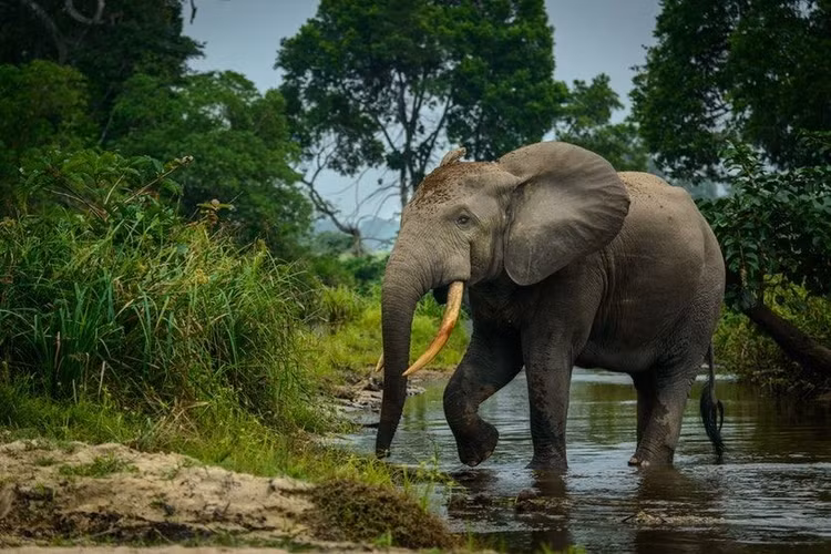 Kích thước nhỏ. Voi rừng châu Phi là loài voi nhỏ nhất thế giới, với cân nặng khoảng 2-4 tấn, cao 2-2,5 mét. Cơ thể nhỏ giúp chúng dễ dàng di chuyển trong rừng rậm. Ảnh: Pinterest.