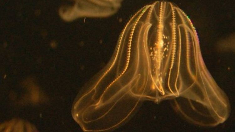 Không dùng nọc độc để bắt mồi. Khác với sứa thật có tế bào châm độc, sứa lược bắt mồi bằng các tế bào dính gọi là colloblast. Những tế bào này hoạt động như keo sinh học cực nhỏ, giúp chúng dính chặt các sinh vật phù du, ấu trùng cá hoặc động vật giáp xác nhỏ trước khi đưa vào miệng. Ảnh: Pinterest.