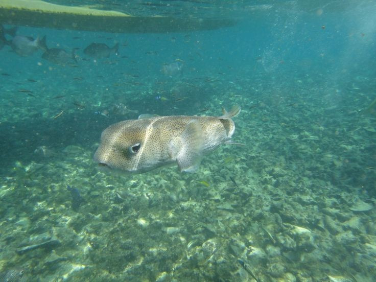 Sống rải rác ở các vùng biển nhiệt đới toàn thế giới. Cá nóc nhím chấm đen thường được tìm thấy tại các rạn san hô ấm áp, nơi có nhiều khe hốc để trú ẩn. Ảnh: Pinterest.