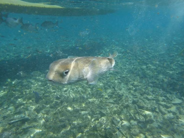 Sống rải rác ở các vùng biển nhiệt đới toàn thế giới. Cá nóc nhím chấm đen thường được tìm thấy tại các rạn san hô ấm áp, nơi có nhiều khe hốc để trú ẩn. Ảnh: Pinterest.