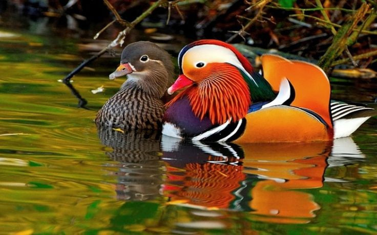 8. Từng đứng trước nguy cơ tuyệt chủng do săn bắt và mất môi trường sống. Vì vẻ đẹp nổi bật, uyên ương từng bị săn bắt làm cảnh hoặc lấy lông, và mất rừng cũng khiến quần thể suy giảm; hiện nay nhiều nơi đã đưa loài này vào diện cần bảo vệ. Ảnh: Pinterest.