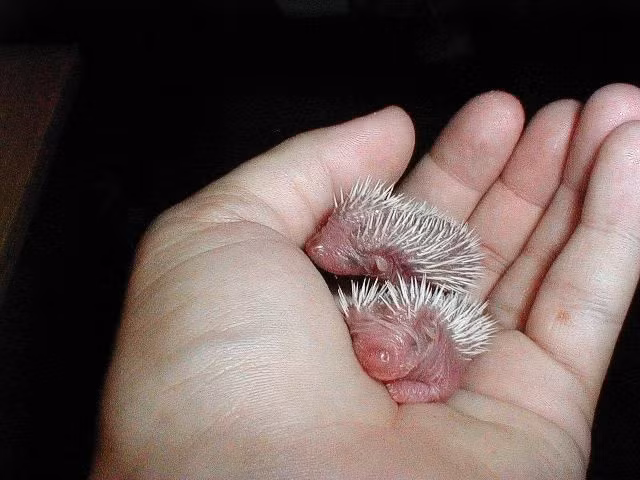 Con non sinh ra gần như không có gai. Nhím con khi mới sinh có lớp gai mềm và nằm dưới da để tránh làm tổn thương nhím mẹ trong quá trình sinh nở. Chỉ vài giờ sau khi chào đời, các gai bắt đầu lộ ra và cứng dần theo thời gian, tạo nên lớp phòng thủ quen thuộc. Ảnh: Pinterest.