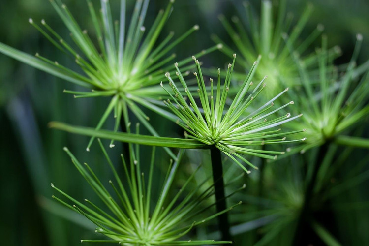 Là biểu tượng hoàng gia. Cây cói giấy gắn liền với triều đại Hạ Ai Cập. Ảnh: Pinterest.