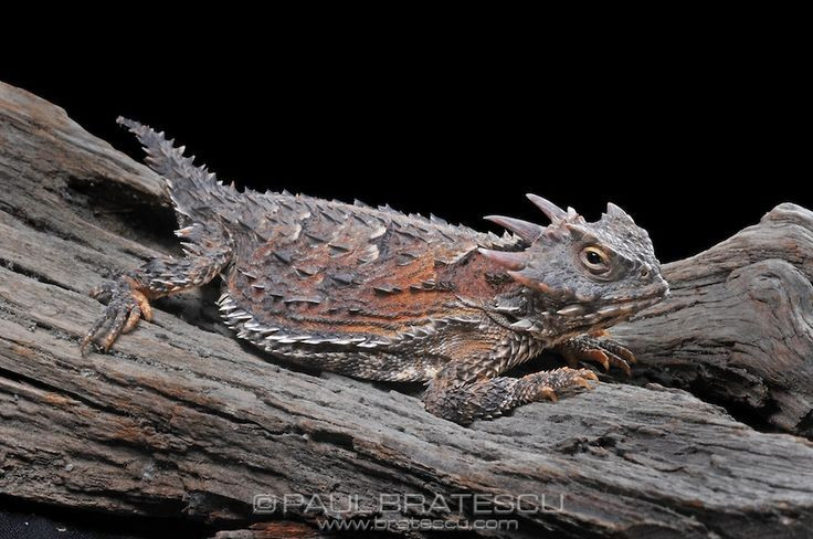 Chúng chủ yếu ăn kiến thợ gặt đỏ. Chế độ ăn chuyên biệt khiến chúng nhạy cảm với biến động môi trường. Ảnh: Pinterest.