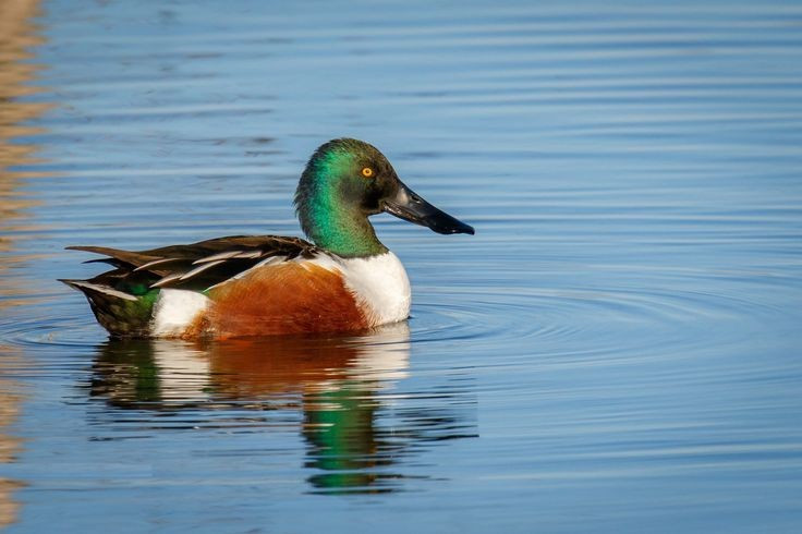 1. Chiếc mỏ như cái thìa là công cụ lọc thức ăn siêu hiệu quả. Mỏ của vịt mỏ thìa có các tấm sừng mảnh ở rìa, giúp chúng lọc phù du, côn trùng nhỏ và hạt thực vật từ lớp nước nông một cách chính xác. Ảnh: Pinterest.