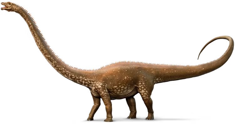Tên gọi mang ý nghĩa “xà kép”. Tên Diplodocus xuất phát từ tiếng Hy Lạp, nghĩa là “dầm kép” hay “xà đôi”, ám chỉ cấu trúc xương đặc biệt ở phần đuôi gồm các mỏm xương kép. Đặc điểm này giúp gia cố phần đuôi dài và là cơ sở để các nhà cổ sinh vật học phân biệt chúng với những loài sauropod khác. Ảnh: Pinterest.