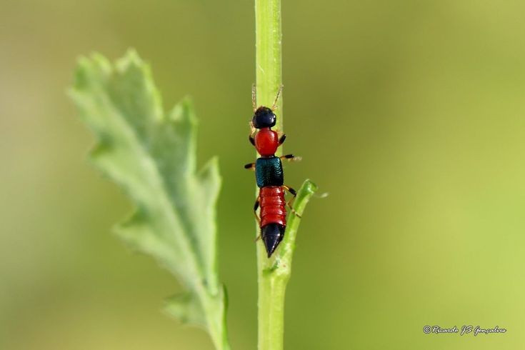 3. Chứa độc tố pederin cực mạnh. Chất pederin trong cơ thể kiến ba khoang là một độc tố gây viêm da tiếp xúc nghiêm trọng, chỉ cần chạm nhẹ vào da người cũng có thể gây bỏng rát, phồng rộp hoặc lở loét. Ảnh: Pinterest.