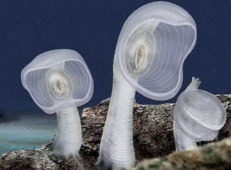 Họ hàng gần gũi với con người hơn bạn tưởng. Các nghiên cứu di truyền cho thấy Tunicata có quan hệ gần gũi với động vật có xương sống hơn so với nhiều nhóm sinh vật biển khác, khiến chúng trở thành “người họ hàng xa” của con người trong cây tiến hóa. Ảnh: Pinterest.