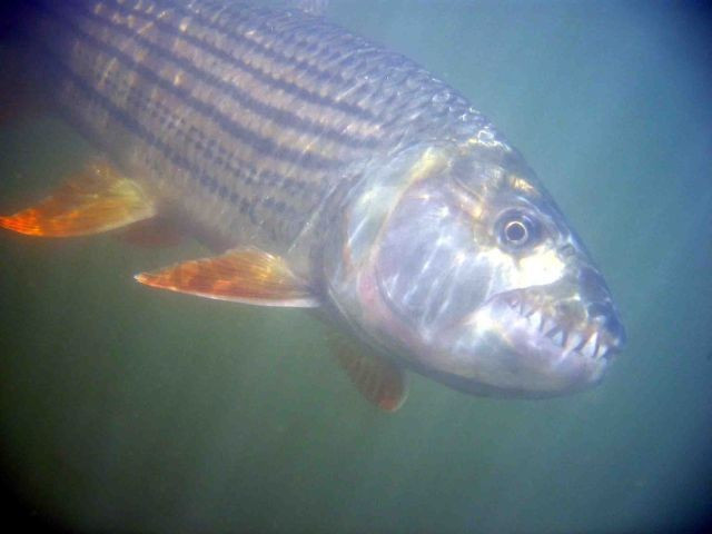 Ít được nghiên cứu vì môi trường nguy hiểm. Dòng Congo sâu và xoáy khiến việc khảo sát cá hổ Goliath rất khó khăn. Ảnh: Pinterest.