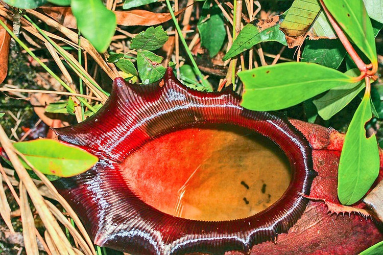 7. Cấu trúc nắp cây có chức năng chống tràn. Phần nắp trên bình giúp ngăn nước mưa tràn vào, đảm bảo nồng độ axit ổn định để tiêu hóa hiệu quả. Ảnh: monaconatureencyclopedia.com.