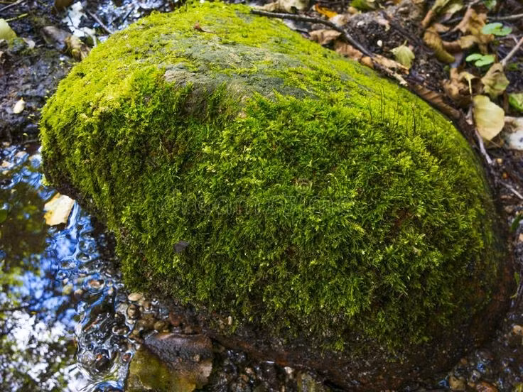 Vai trò quan trọng trong chu trình nước. Thảm rêu giữ nước như miếng bọt biển, giúp điều hòa độ ẩm, giảm xói mòn và duy trì vi khí hậu ổn định cho hệ sinh thái xung quanh. Ảnh: Pinterest.