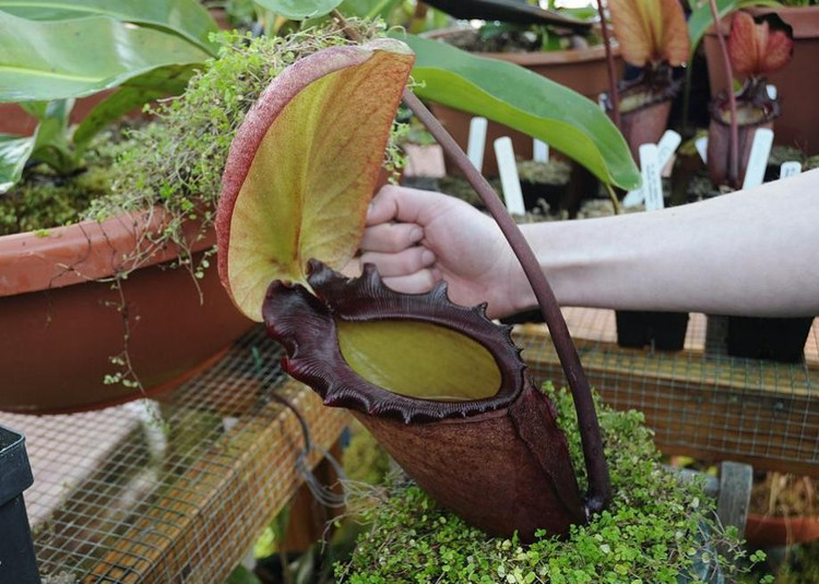 1. Nepenthes rajah có bình chứa lớn nhất trong họ cây nắp ấm. Chiếc “bình” đặc trưng của cây có thể chứa đến 3,5 lít nước, là nơi bẫy và tiêu hóa con mồi. Ảnh: slate.com.