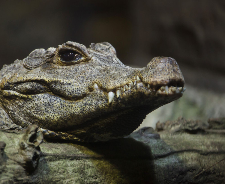 Sinh sản trong tổ lá mục. Chúng làm ổ trứng trong lớp lá ẩm, nơi nhiệt độ ổn định giúp trứng phát triển tốt. Ảnh: britannica.com.
