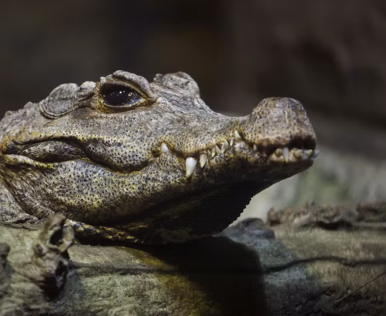 Sinh sản trong tổ lá mục. Chúng làm ổ trứng trong lớp lá ẩm, nơi nhiệt độ ổn định giúp trứng phát triển tốt. Ảnh: britannica.com.