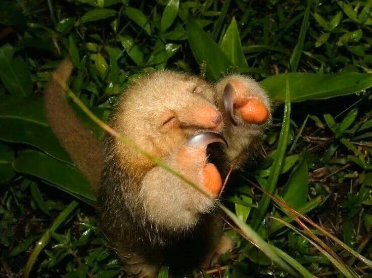 Chế độ ăn cực kỳ chuyên biệt. Thức ăn gần như chỉ gồm kiến sống trên cây, được thu thập bằng chiếc lưỡi dài, mảnh và dính, giúp chúng không cần phá hủy hoàn toàn tổ kiến khi kiếm ăn. Ảnh: Pinterest.