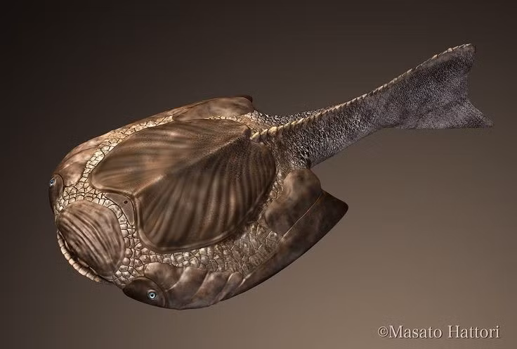 Một trong những loài cá cổ đại độc đáo nhất: Drepanaspis là loài cá không hàm sống cách đây hơn 350 triệu năm, thuộc nhóm giáp đầu (ostracoderm) với hình dạng khác biệt so với cá hiện đại. Ảnh: Pinterest.