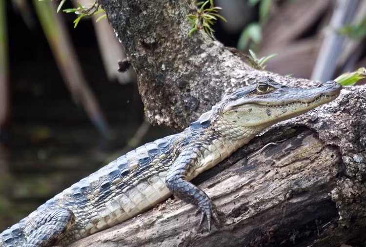 Hoạt động mạnh vào ban đêm. Caiman mắt u là loài săn mồi về đêm. Chúng thường nằm yên dưới nước vào ban ngày và trở nên tích cực hơn khi trời tối, tận dụng khả năng ẩn nấp để tiếp cận con mồi. Ảnh: Flickr.