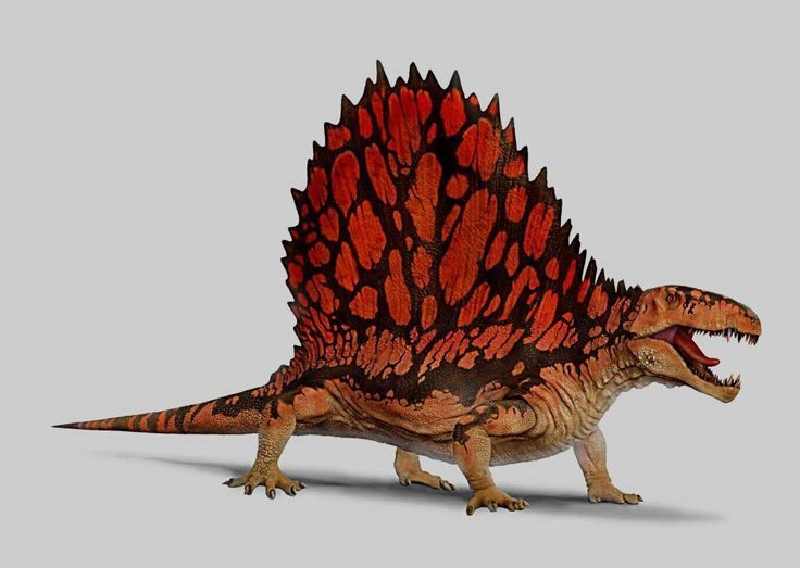 Không phải khủng long. Dimetrodon thuộc nhóm Synapsida – tổ tiên xa của động vật có vú chứ không phải khủng long. Ảnh: Pinterest.
