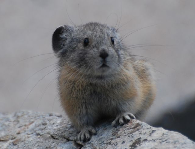 Di chuyển nhanh giữa các khe đá. Khả năng chui rúc giúp chúng tránh được chim săn mồi và cáo. Ảnh: Pinterest.