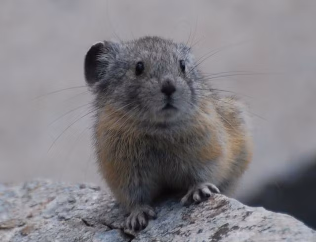 Di chuyển nhanh giữa các khe đá. Khả năng chui rúc giúp chúng tránh được chim săn mồi và cáo. Ảnh: Pinterest.