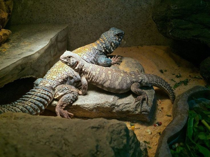 Đang chịu áp lực lớn từ con người. Thằn lằn đuôi chuỳ Ai Cập bị săn bắt làm thực phẩm, thuốc dân gian và thú nuôi, khiến số lượng suy giảm tại nhiều khu vực phân bố. Ảnh: Pinterest.