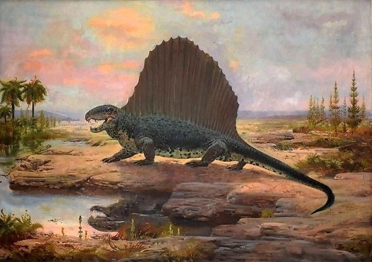Cánh buồm đặc trưng. Tấm buồm trên lưng Dimetrodon giúp điều hòa nhiệt độ cơ thể bằng cách hấp thụ hoặc tản nhiệt. Ảnh: Pinterest.