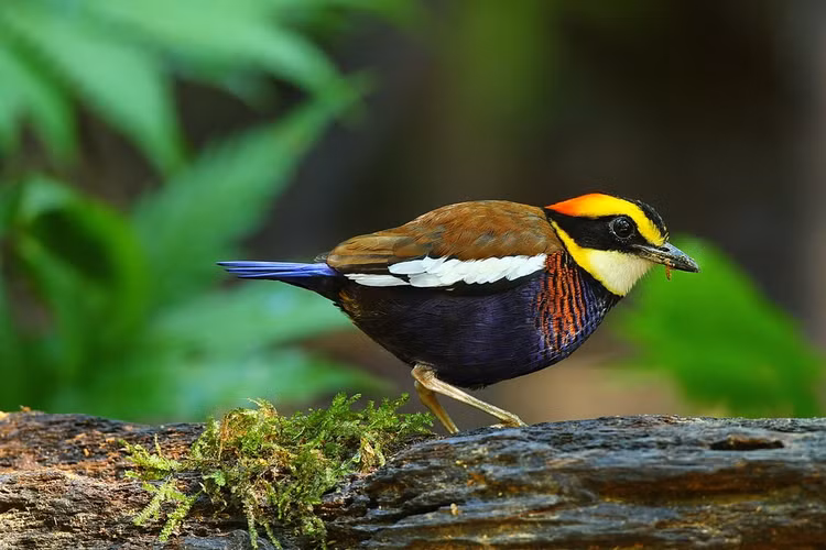 Phân bố chủ yếu ở vùng nhiệt đới châu Á và châu Phi. Họ Pittidae có khoảng hơn 40 loài, phân bố từ châu Phi, Nam Á đến Đông Nam Á (gồm Việt Nam) và Australia. Những khu rừng rậm ẩm ướt là môi trường sống lý tưởng của chúng, nơi có nhiều lớp lá mục và độ che phủ cao. Ảnh: Flickr.