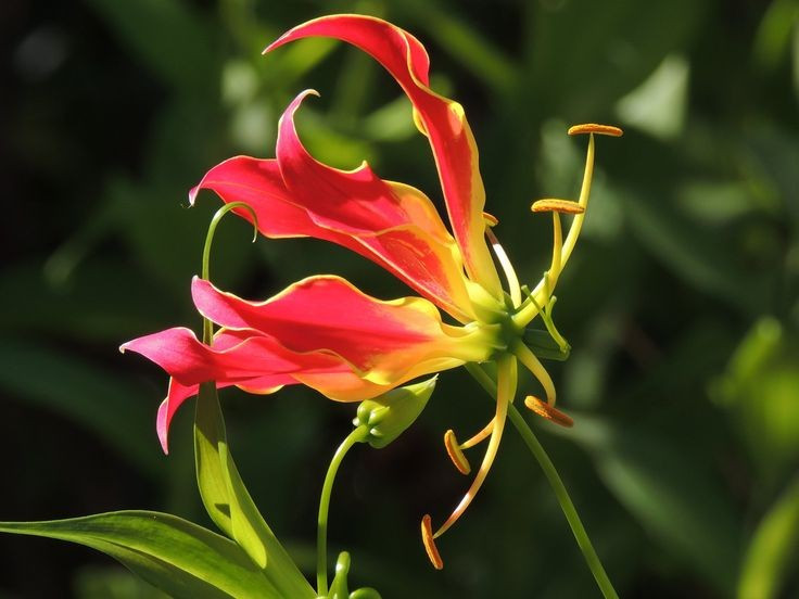 Quốc hoa của Zimbabwe. Ở đất nước Zimbabwe, hoa ngót nghẻo được coi là một biểu tượng quốc gia. Ảnh: Pinterest.