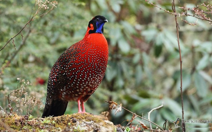 Bộ lông rực rỡ như một tác phẩm nghệ thuật. Gà lôi tía sừng xanh (Tragopan satyra) sở hữu lớp lông đỏ cam pha đốm trắng như “mắt sao”, giúp con trống nổi bật trong mùa sinh sản. Ảnh: Pinterest.