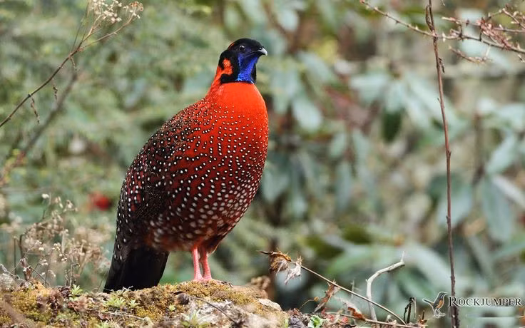 Bộ lông rực rỡ như một tác phẩm nghệ thuật. Gà lôi tía sừng xanh (Tragopan satyra) sở hữu lớp lông đỏ cam pha đốm trắng như “mắt sao”, giúp con trống nổi bật trong mùa sinh sản. Ảnh: Pinterest.