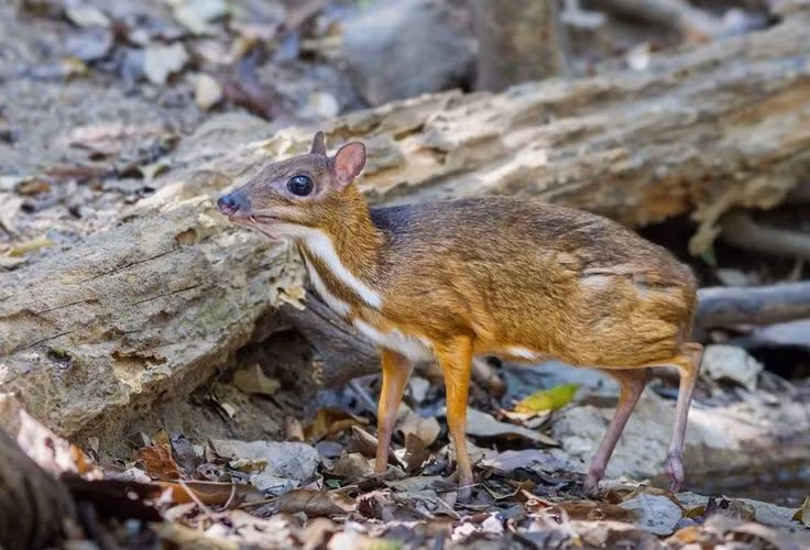 1. Là loài thú móng guốc nhỏ nhất thế giới. Cheo cheo Nam Dương trưởng thành chỉ dài khoảng 45 cm và nặng chưa tới 2 kg, khiến nó trở thành đại diện nhỏ nhất của nhóm thú móng guốc. Ảnh: Pinterest.