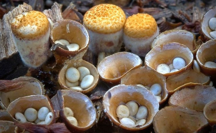 Hình dạng như tổ chim. Nấm tổ chim có cấu trúc hình cốc chứa các bào tử tròn như “trứng”, khiến chúng trở thành một trong những loài nấm đặc biệt nhất. Ảnh: Pinterest.