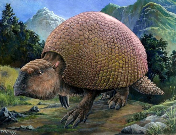 1. Glyptodon trông như một chiếc xe tăng sống. Với chiều dài lên tới 3 mét và vỏ giáp dày chắc như đá, Glyptodon sở hữu một lớp vỏ bảo vệ cực kỳ cứng cáp giống như mai rùa, giúp nó tránh được kẻ săn mồi. Ảnh: Pinterest.