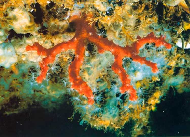 Ngày nay, san hô đỏ được bảo vệ nghiêm ngặt. Nhiều quốc gia Địa Trung Hải đã cấm khai thác tự do để bảo tồn nguồn tài nguyên quý giá này. Ảnh: researchgate.net.