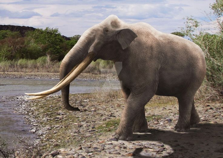 3. Xuất hiện từ thế Miocene. Stegodon sống từ khoảng 11 triệu năm trước, tồn tại đến tận cuối thế Pleistocene, cùng thời với loài người cổ đại. Ảnh: Pinterest.