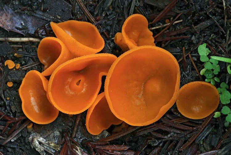 Không có cuống như nhiều loài nấm khác. Khác với nấm mũ quen thuộc, Aleuria aurantia thường không có cuống rõ ràng. Thân nấm gần như dính trực tiếp vào mặt đất hoặc lớp mùn mục. Điều này khiến chúng trông giống những vỏ cam hoặc chiếc chén nhỏ đặt úp ngửa trên mặt đất rừng. Ảnh: Pinterest.
