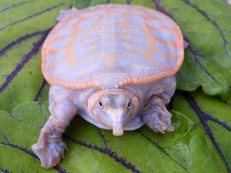 Có tập tính săn mồi phục kích. Rùa mai mềm thường vùi mình dưới lớp cát chỉ để lộ mắt và mũi. Khi cá, tôm hoặc động vật nhỏ bơi ngang qua, chúng bất ngờ phóng đầu ra với tốc độ rất nhanh để bắt mồi. Chiến thuật này giúp chúng tiết kiệm năng lượng và tăng tỷ lệ săn mồi thành công. Ảnh: Pinterest.