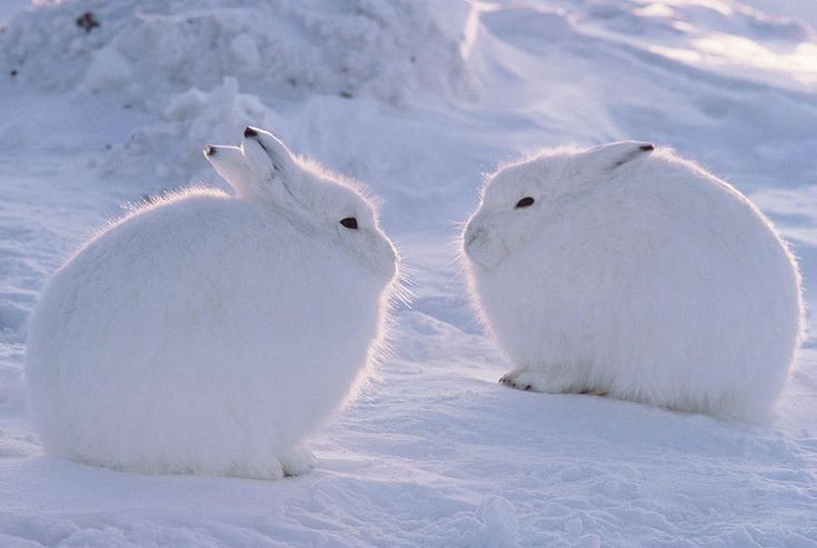 Sống thành từng nhóm nhỏ. Khác với thỏ đồng thường sống đơn lẻ, thỏ Bắc cực hay tụ tập thành bầy, đặc biệt vào mùa đông để giữ ấm. Ảnh: Pinterest.