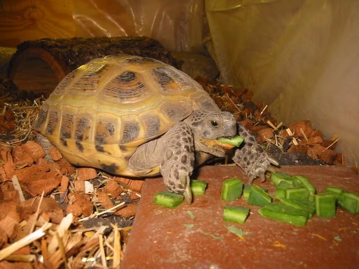 Tuổi thọ cao đáng ngạc nhiên. Rùa Nga có thể sống tới 50 năm hoặc hơn khi được chăm sóc tốt trong điều kiện nuôi. Ảnh: Pinterest.