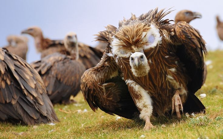 4. Thiên táng tại Tây Tạng: Thi thể người quá cổ được xử lý và rải lên sườn núi để kền kền tới ăn. Phương pháp an táng này thể hiện sự hòa nhập với thiên nhiên và giúp linh hồn dễ dàng siêu thoát.