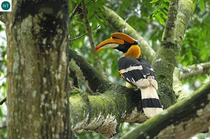 5. Có kiểu sinh sản đặc biệt và đầy hy sinh. Con cái sau khi đẻ trứng sẽ tự nhốt mình trong hốc cây bằng cách dùng bùn, phân và trái cây, chỉ để lại khe nhỏ cho con đực đưa thức ăn trong suốt thời gian ấp trứng và nuôi con non. Ảnh: Pinterest.