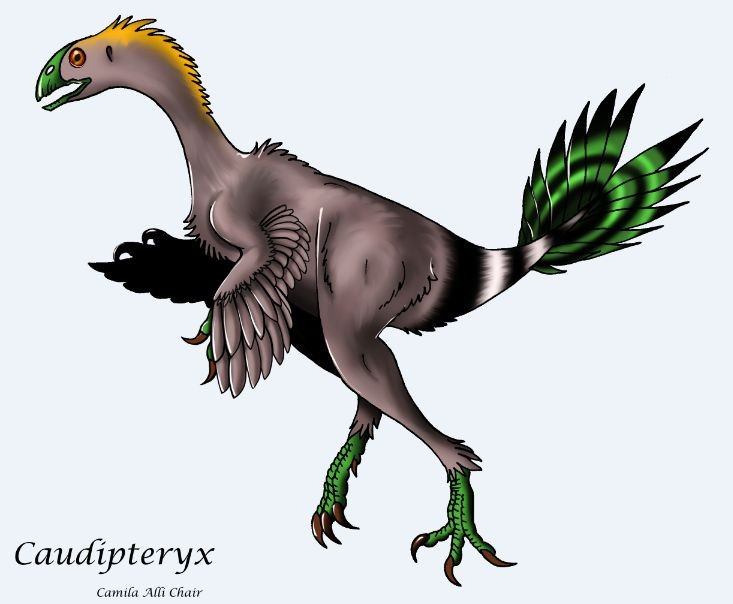 Tên gọi Caudipteryx nghĩa là “đôi cánh ở đuôi”. Chúng có đuôi dài với hai chùm lông lớn ở đầu đuôi, trông như cánh quạt trang trí. Ảnh: Pinterest.