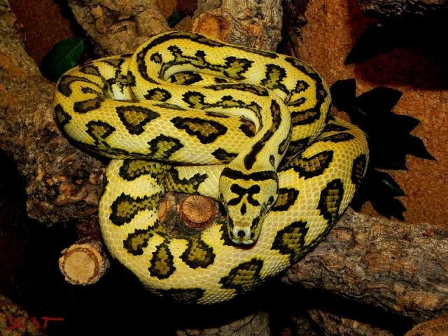 Chúng có kích thước khá lớn, dài từ 2 đến 4 mét. Một số cá thể trăn thảm trưởng thành có thể đạt tới 6 mét trong điều kiện tự nhiên. Ảnh: Pinterest.