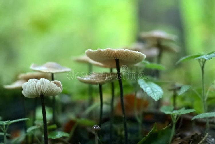 Mũ nấm có màu nâu sẫm với bề mặt hơi bóng. Khi khô, mũ co lại nhưng khi gặp ẩm lại nở ra, đặc trưng của nhiều loài nấm trong chi Marasmius. Ảnh: dreamstime.com.