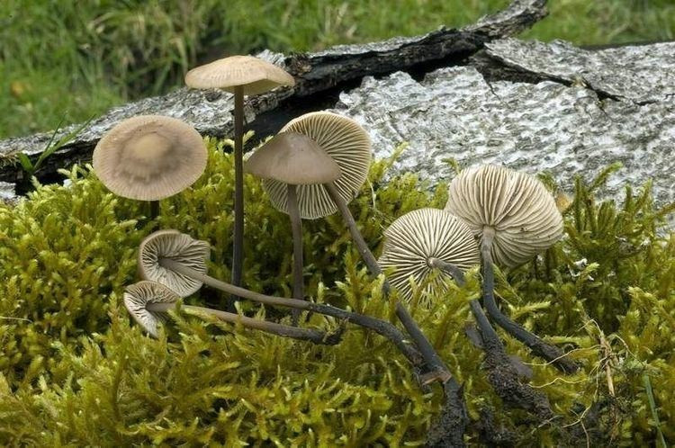 Nấm tỏa ra mùi tỏi rất đặc trưng. Mùi tỏi hăng nồng của nấm dù mùi tỏi xuất hiện khi vò nhẹ phần cuống hoặc mũ nấm, giúp nhận diện loài dễ dàng. Ảnh: alchetron.com.