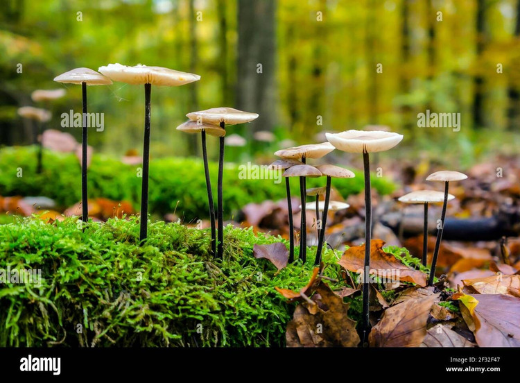 Kích thước rất nhỏ nhưng mọc thành cụm lớn. Những cụm nấm dày tạo thành các mảng đặc trưng trên mặt đất ẩm. Ảnh: alamy.com.