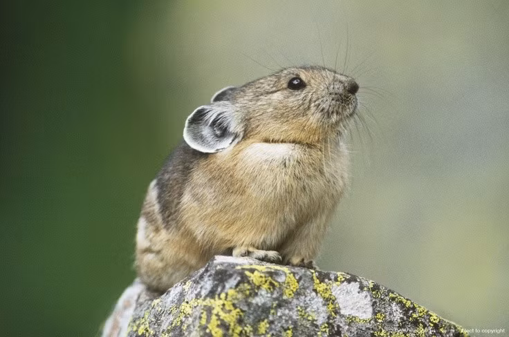 Giao tiếp bằng tiếng kêu âm vực cao. Thỏ pika phát âm những tiếng “chiếp” để cảnh báo kẻ thù hoặc gọi bạn đời. Ảnh: Pinterest.
