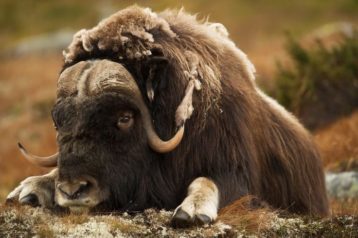 Là biểu tượng văn hóa của người Inuit. Trong nhiều truyền thuyết vùng cực, bò xạ được coi là linh vật của sức mạnh và kiên cường. Ảnh: Pinterest.