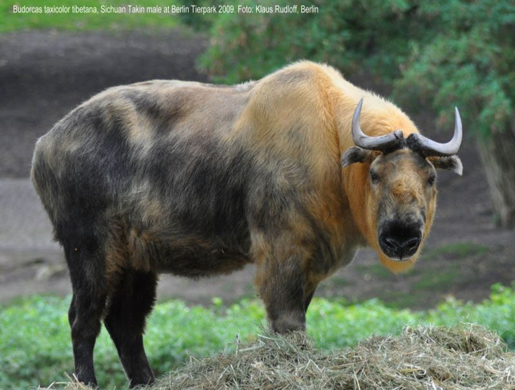 1. Ngoại hình của linh ngưu là sự pha trộn độc đáo. Chúng có thân hình như bò rừng, đầu giống dê và chiếc mũi lớn đặc trưng giúp làm ấm không khí trước khi vào phổi – thích nghi hoàn hảo với khí hậu lạnh giá. Ảnh: Pinterest.